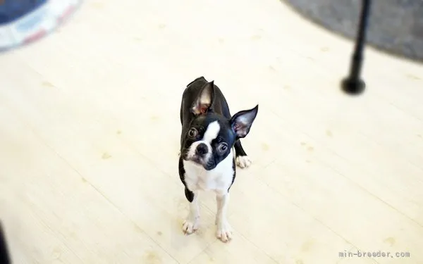 ID：2203-02395の子犬