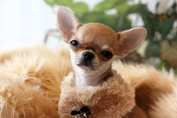 ID：1403-00273の子犬