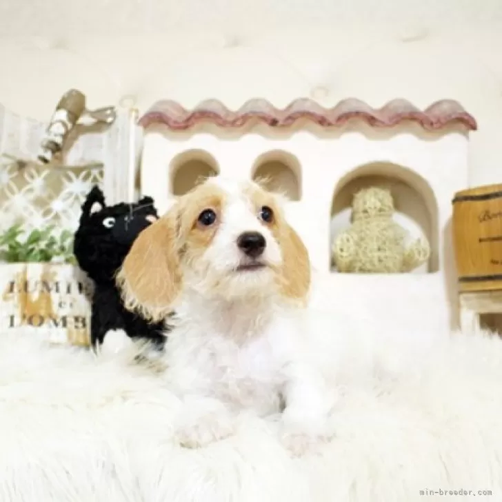 ID：2407-05549の子犬