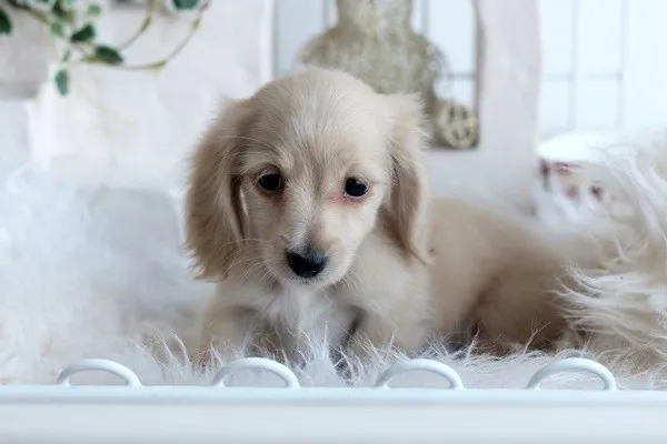 ID:1310-00965の子犬