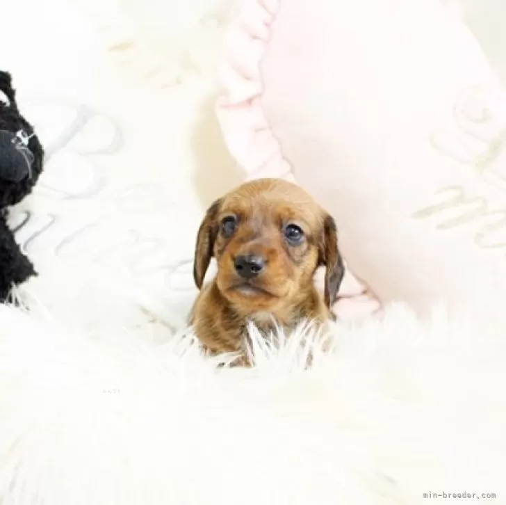 ID：2403-06491の子犬