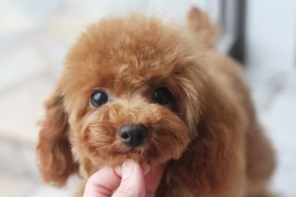 ID:1412-00783の子犬
