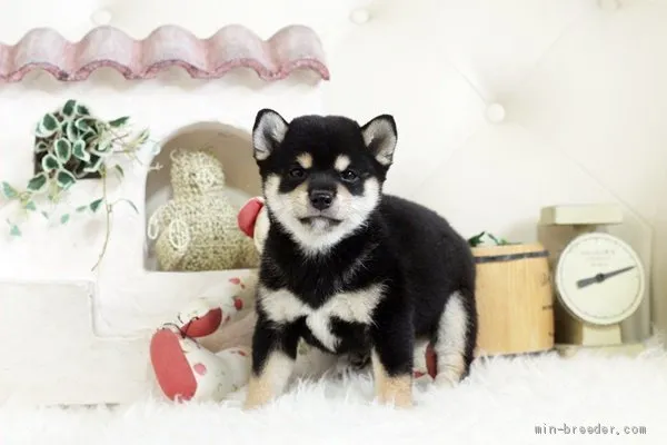 ID：2012-01364の子犬