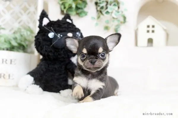 ID：1906-01079の子犬