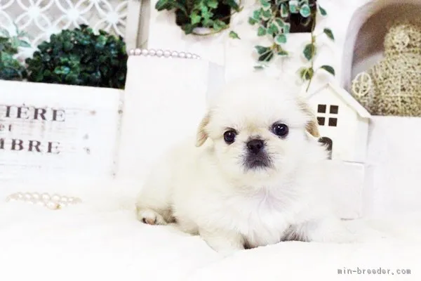 ID：1708-00568の子犬