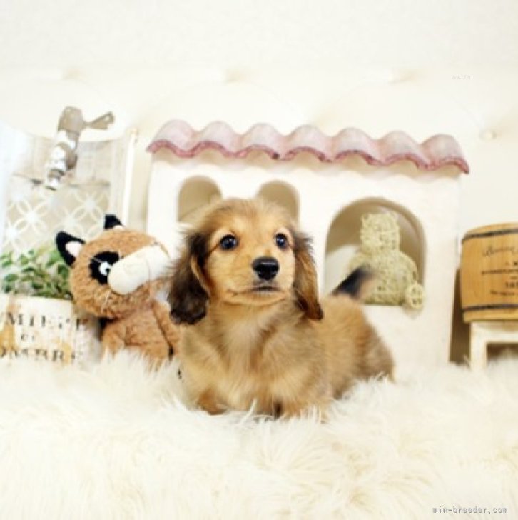 とみ 様のお迎えした子犬