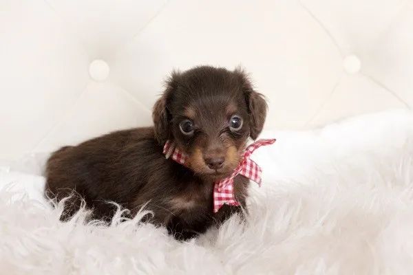 ID：1402-01108の子犬