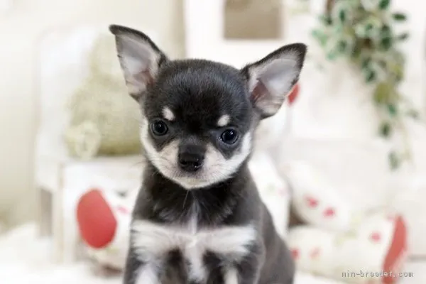 ID：2006-00984の子犬