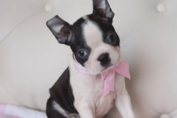 ID：1407-00777の子犬