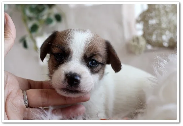 ID：1310-00593の子犬