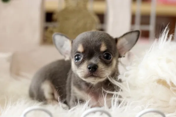 yu 様のお迎えした子犬