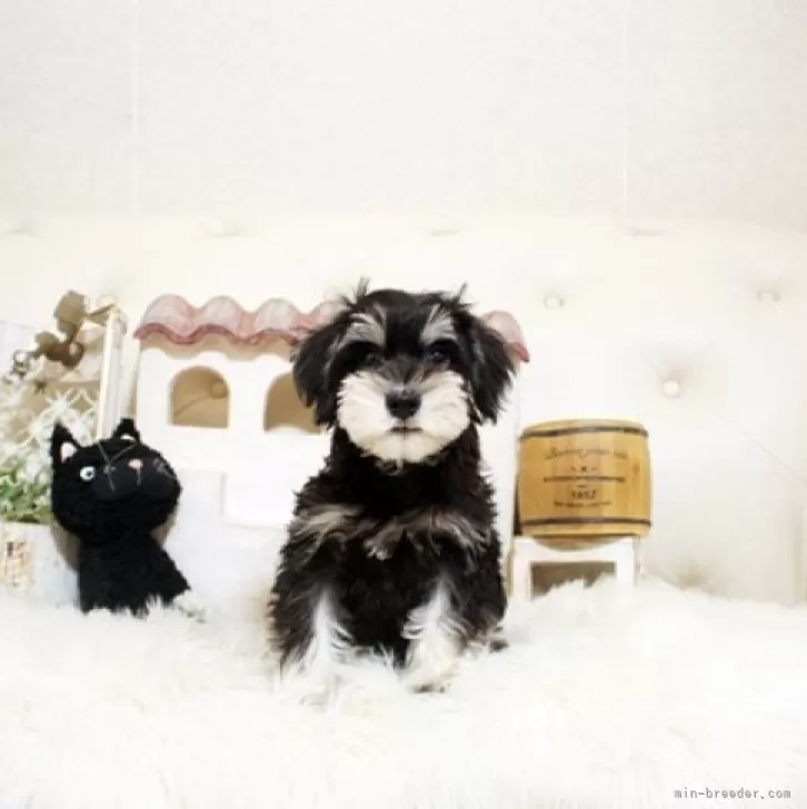 ID:2408-06425の子犬