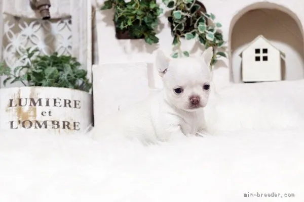 ID：1904-00999の子犬