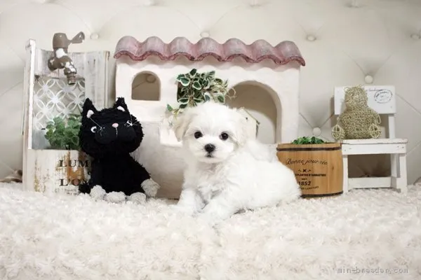 ID：2110-00084の子犬