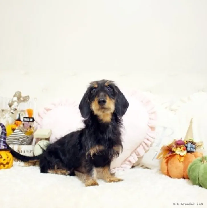 ID：2302-04124の子犬