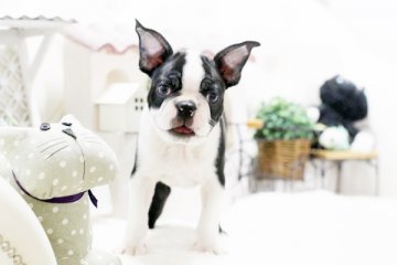 ボストンテリア【佐賀県・男の子・2016年6月30日・ボストンカラー】の写真「」