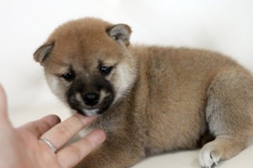 柴犬(標準サイズ)【佐賀県・男の子・2014年3月15日・赤】の写真「」