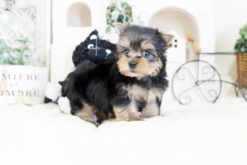 ヨークシャーテリア【佐賀県・男の子・2020年1月2日・スティールブルー&タン】の写真「可愛いヨーキーです♪」