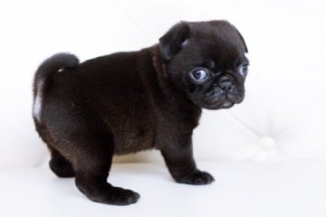 パグ【佐賀県・女の子・2015年7月4日・ブラック】の写真「」