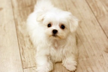 マルチーズ【佐賀県・女の子・2014年11月4日・ホワイト】の写真「」