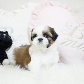 シーズー【佐賀県・男の子・2022年12月15日・ゴールド&ホワイト】の写真「可愛いシーズーちゃん★関東方面でのお迎えも可能です」