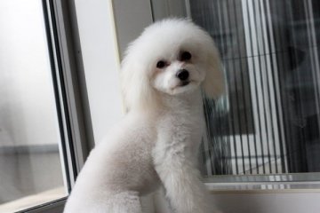 トイプードル(トイ)【佐賀県・男の子・2014年8月5日・クリーム】の写真「もうすぐ4か月半　　体重　1.45ｋ」