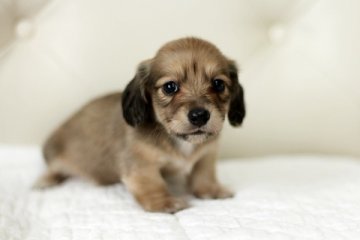 カニンヘンダックスフンド(ロング)【佐賀県・女の子・2014年5月17日・セーデッドクリーム】の写真「」