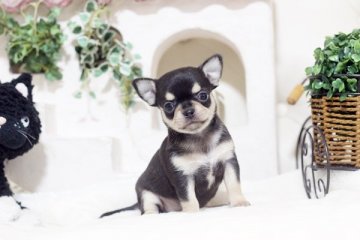 チワワ(スムース)【佐賀県・女の子・2019年3月14日・ブラッククリーム&タン】の写真「可愛いチワワちゃん」