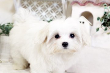 マルチーズ【佐賀県・女の子・2016年8月2日・ホワイト】の写真「」