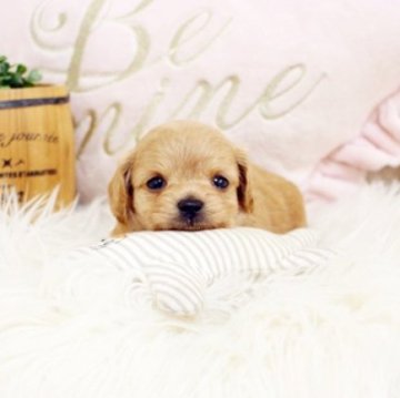 チワプー【佐賀県・男の子・2023年5月21日・レッド】の写真「元気なチワプーちゃん★関東方面のお迎えも可能です♪」