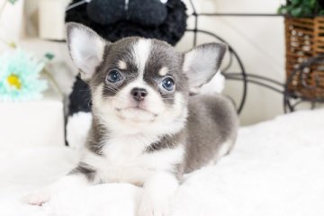 チワワ(スムース)【佐賀県・女の子・2016年8月16日・ブルークリーム&ホワイト】の写真「」