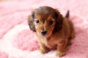 カニンヘンダックスフンド(ロング)【佐賀県・女の子・2013年11月21日・レッド】の写真「お目目が可愛い子です」