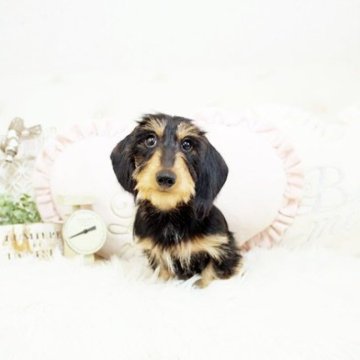 ミニチュアダックスフンド(ワイアー)【佐賀県・男の子・2023年2月3日・ブラックタン】の写真「PRA発症しません。関東方面でのお迎えも可能です♪」