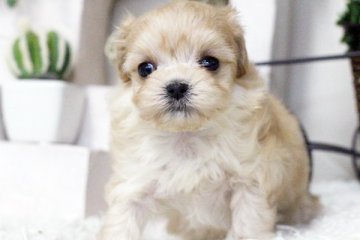 マルプー(マルチーズ×プードル)【佐賀県・男の子・2015年11月20日・アプリ】の写真「」