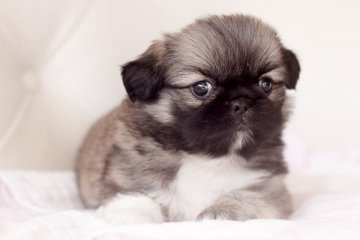 ペキニーズ【佐賀県・男の子・2014年12月2日・フォーン】の写真「」