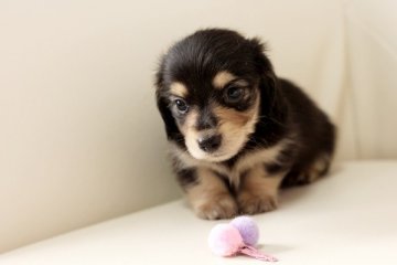 カニンヘンダックスフンド(ロング)【佐賀県・女の子・2014年4月18日・ブラッククリーム】の写真「」