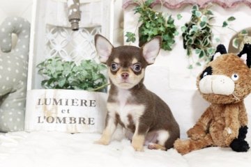 チワワ(スムース)【佐賀県・男の子・2018年3月24日・チョコタン&ホワイト】の写真「カワイイお顔のチワワちゃん」