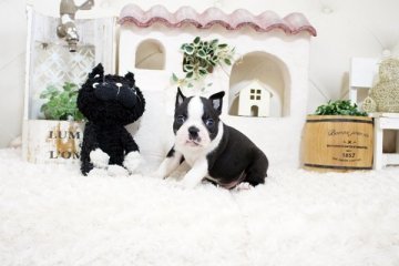 ボストンテリア【佐賀県・男の子・2021年8月24日・ボストンカラー】の写真「元気いっぱいのボストンちゃん★」