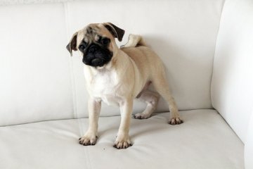 パグ【佐賀県・男の子・2016年5月15日・フォーン】の写真「」