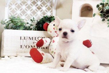 チワワ(スムース)【佐賀県・女の子・2017年3月11日・クリーム】の写真「スムースのチワワちゃん」