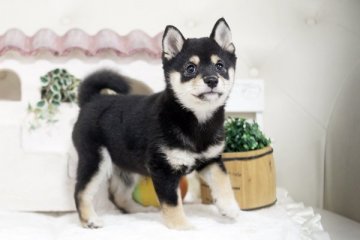 柴犬(豆柴)【佐賀県・女の子・2020年11月7日・黒】の写真「ＧＭ1発症しません。元気な豆柴ちゃん♡」