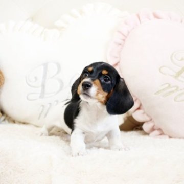 ミニチュアダックスフンド(ワイアー)【佐賀県・男の子・2023年2月3日・ブラックタンパイポールド】の写真「PRA発症しません。関東方面でのお迎えも可能です♪」