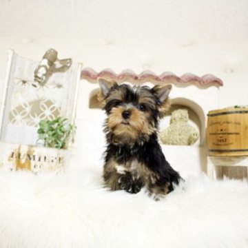 ヨークシャーテリア【佐賀県・男の子・2024年6月24日・スティールブルー&タン】の写真「元気なヨーキーちゃん♪PRA発症しません。」