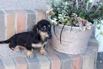 カニンヘンダックスフンド(ロング)【佐賀県・男の子・2014年7月16日・ブラッククリーム】の写真「」