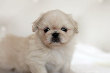 ペキニーズ【佐賀県・女の子・2014年3月2日・クリーム】の写真「」