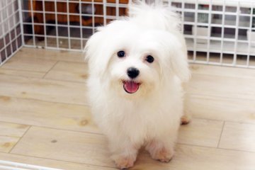 マルチーズ【佐賀県・男の子・2016年1月24日・ホワイト】の写真「」