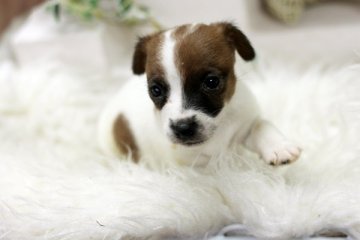 ジャックラッセルテリア【佐賀県・男の子・2013年12月24日・タン&ホワイト】の写真「」