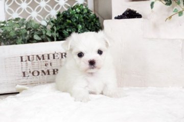 マルチーズ【佐賀県・女の子・2016年11月12日・ホワイト】の写真「」