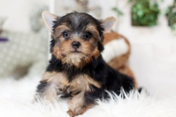 ヨークシャーテリア【佐賀県・女の子・2018年2月1日・スティールブルー&タン】の写真「可愛いヨーキー女の子です♪」