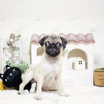 パグ【佐賀県・男の子・2022年6月8日・フォーン】の写真「ぶさかわパグちゃん★関東方面でのお迎えも可能です♪」